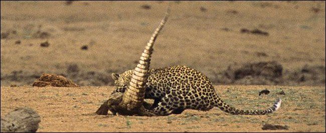 Leopard v. Crocodile - 07