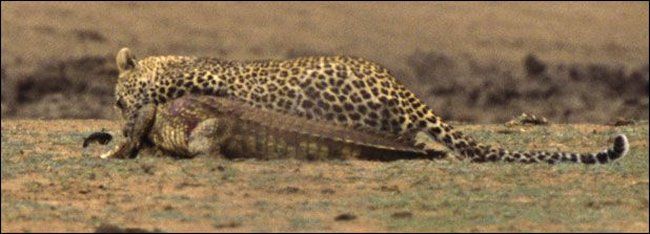 Leopard v. Crocodile - 08