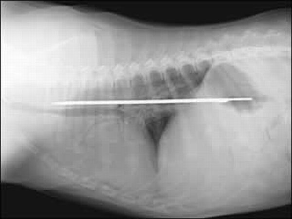 A selection of the most bizarre X-ray images - 10