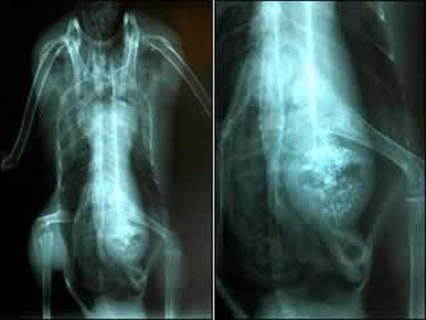 A selection of the most bizarre X-ray images - 13