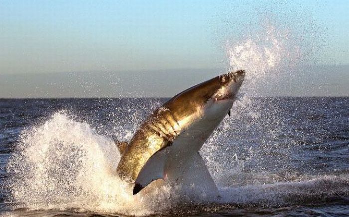White Sharks hunting - 05