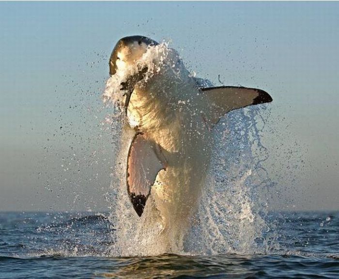 White Sharks hunting - 06